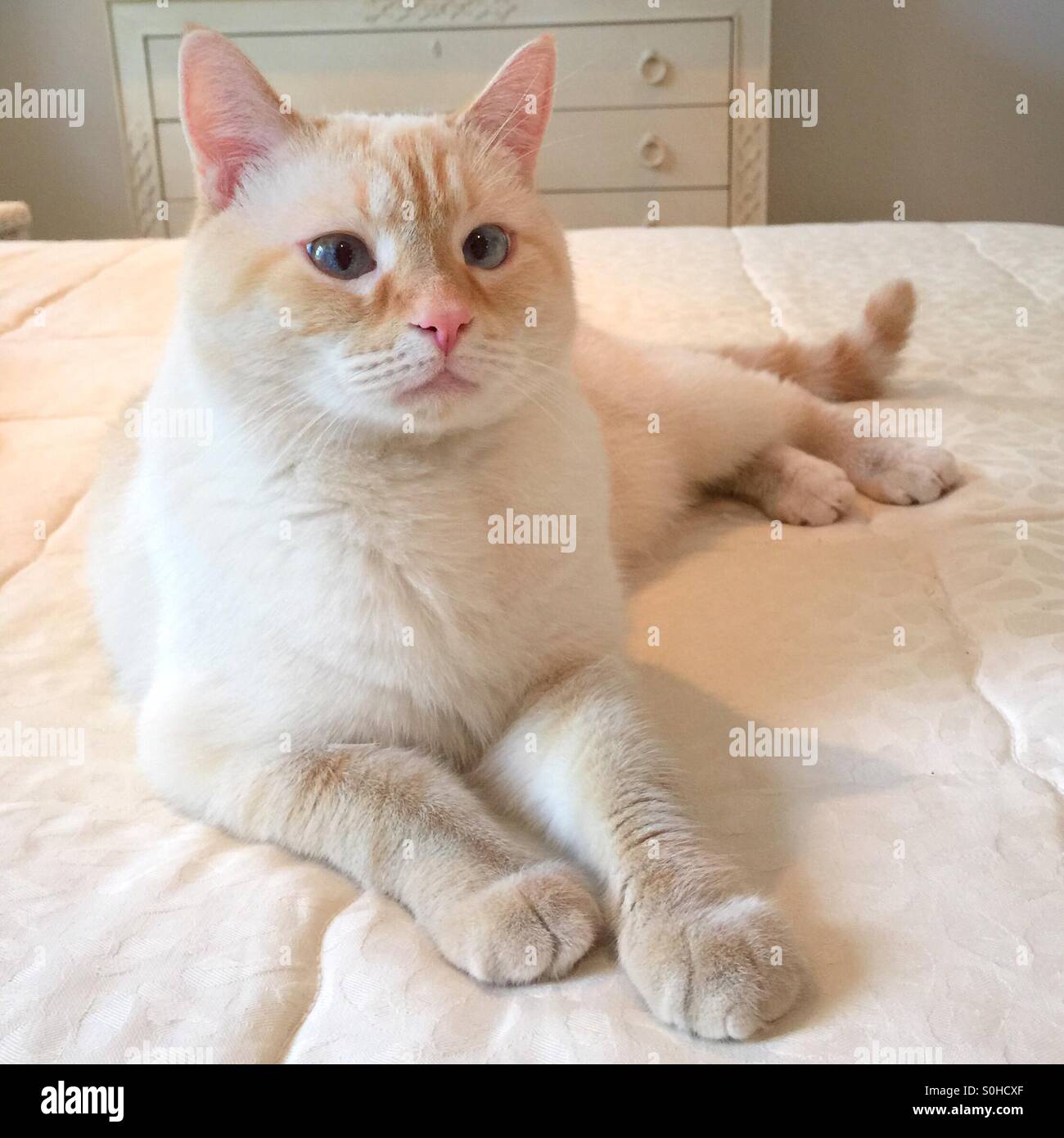 Bellissimo gatto bianco si siede su un letto bianco Foto Stock