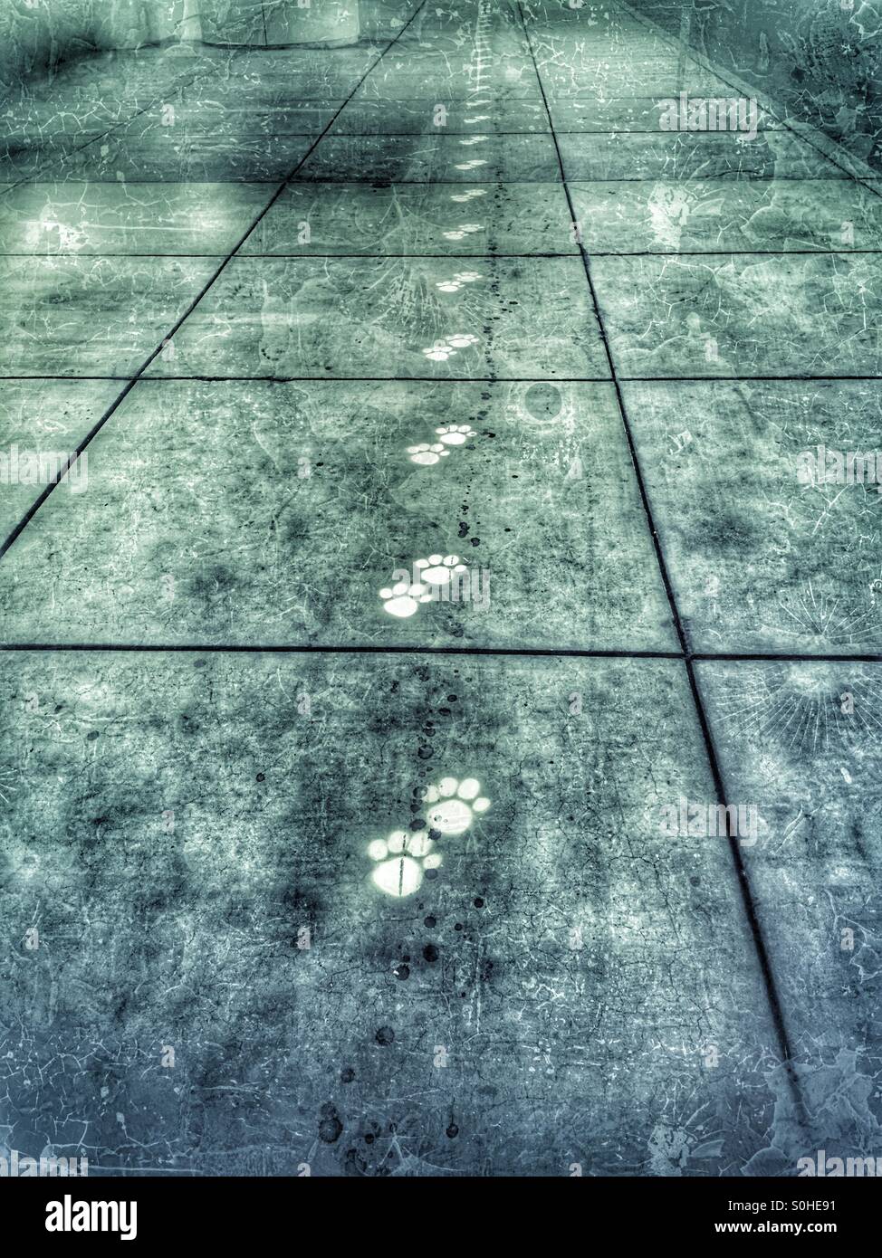 Le tracce del cane all'Aeroporto Internazionale di San Francisco per mostrare modo cane area di sfiato Foto Stock