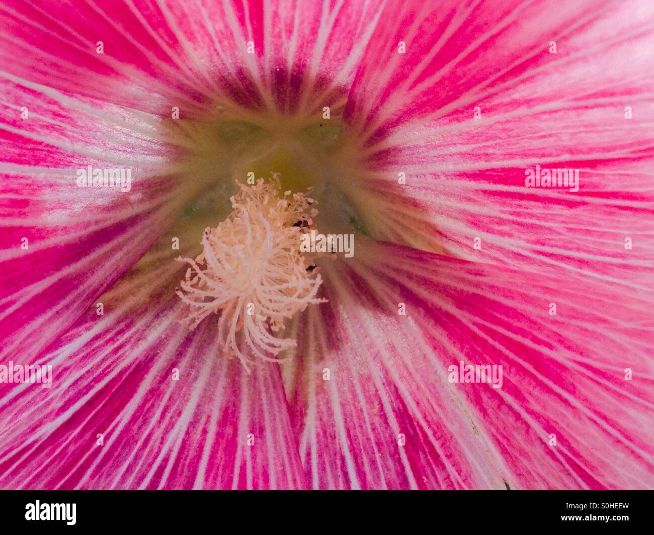 Primo piano di un fiore rosa Foto Stock