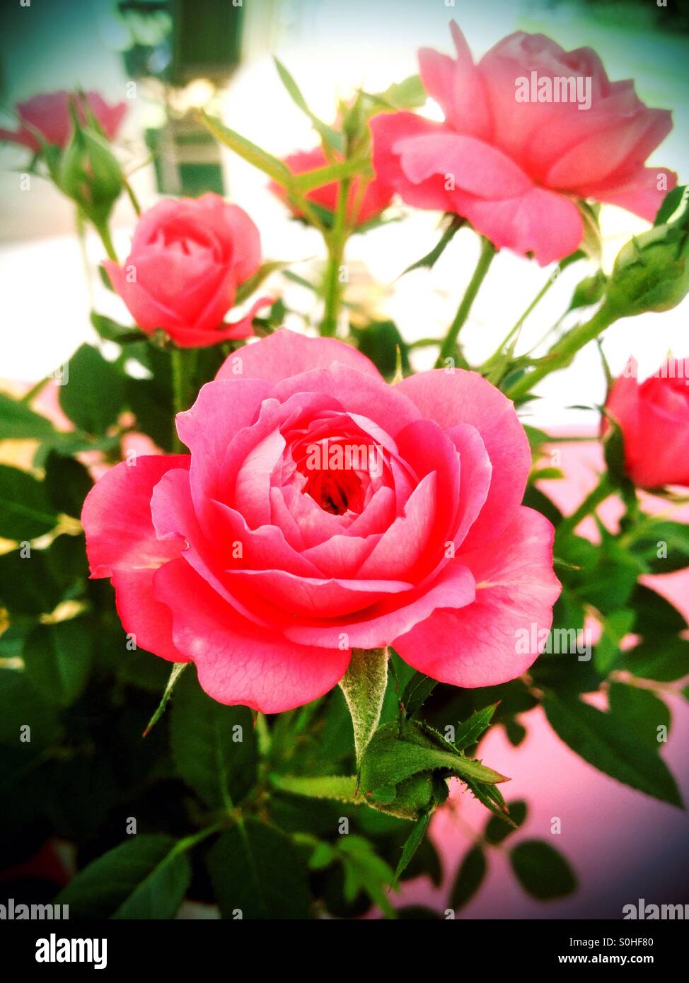 Rosa Rose in miniatura. Foto Stock