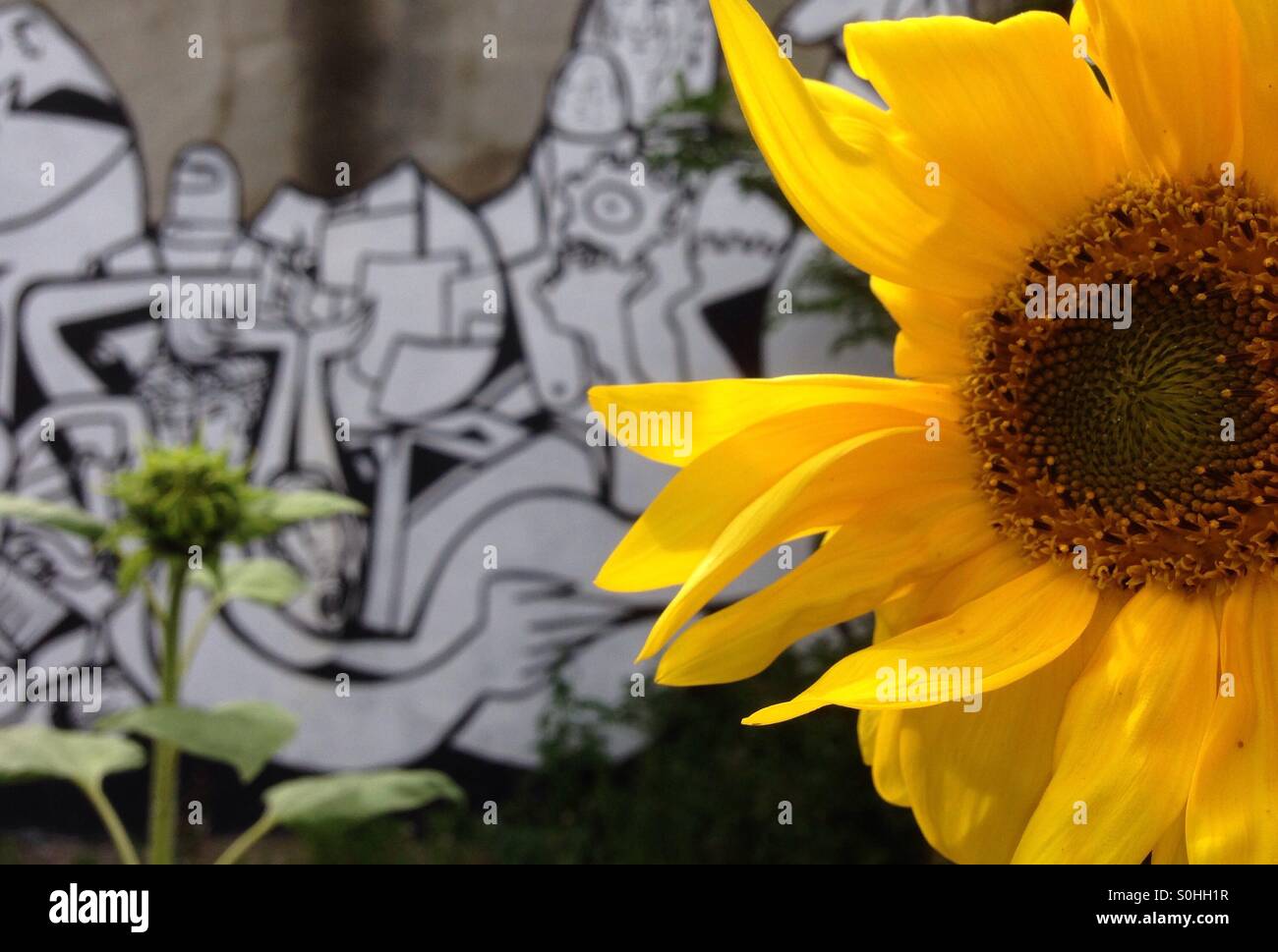 Semi di girasole e arte di strada - Immagine stock catturata con smartphone