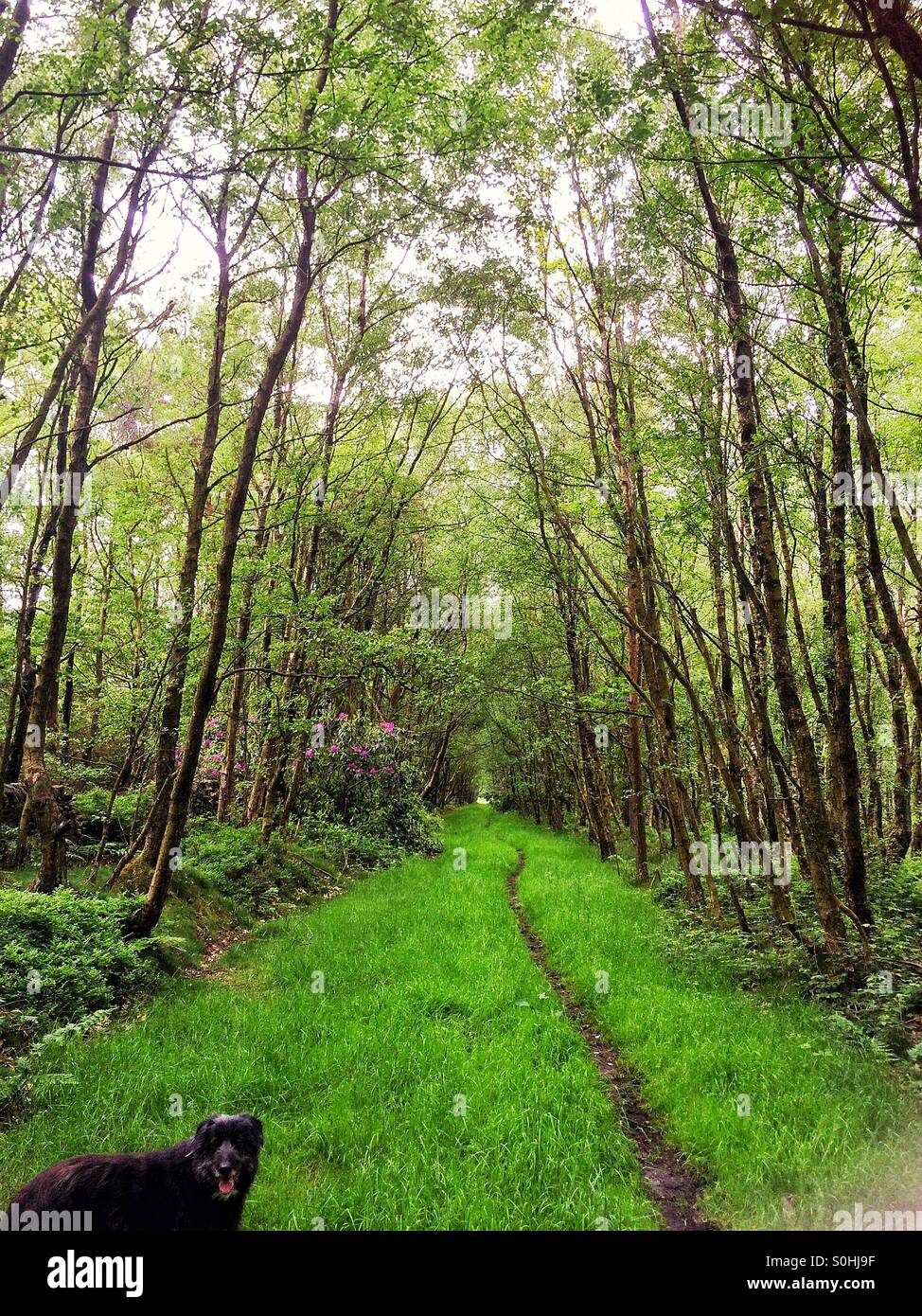 Paese il passaggio protetto da alberi di pino, dotate di questo bellissimo cane collie Foto Stock