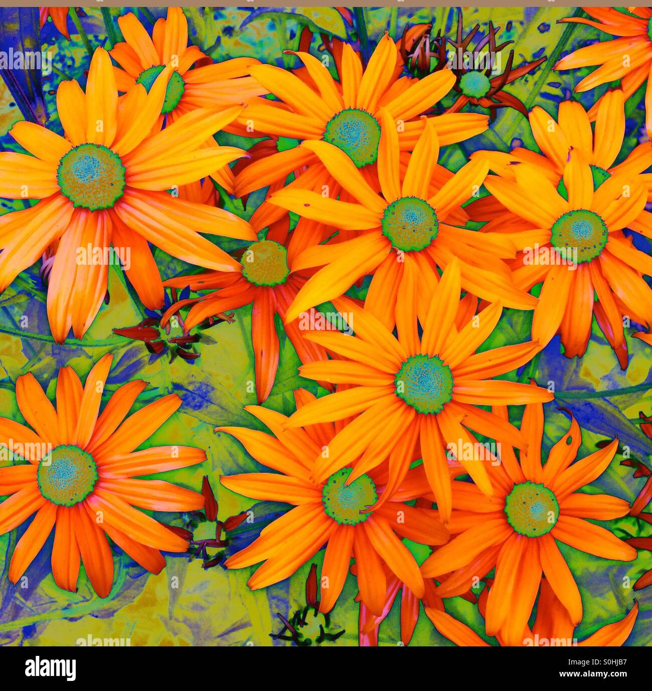 Black Eyed Susans, fiori, colori alterati per somigliare a Van Gogh pittura, Seattle, Washington Foto Stock
