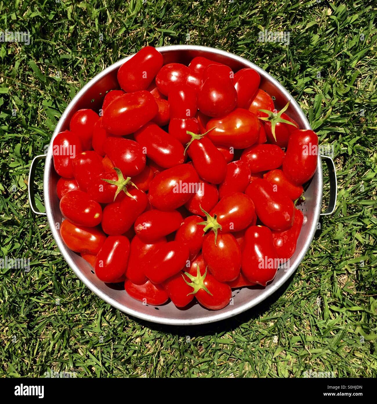 Il pomodoro fresco di raccolto Foto Stock