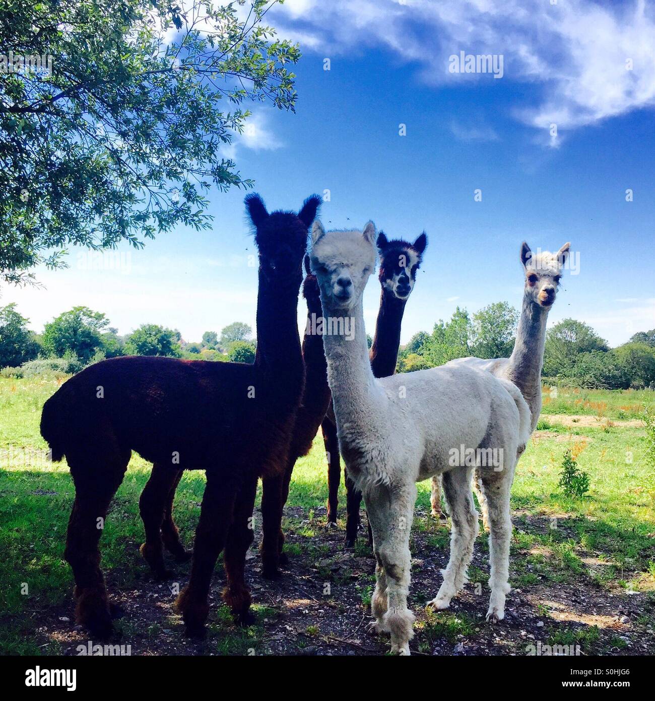 Una famiglia di alpaca - Immagine stock catturata con smartphone