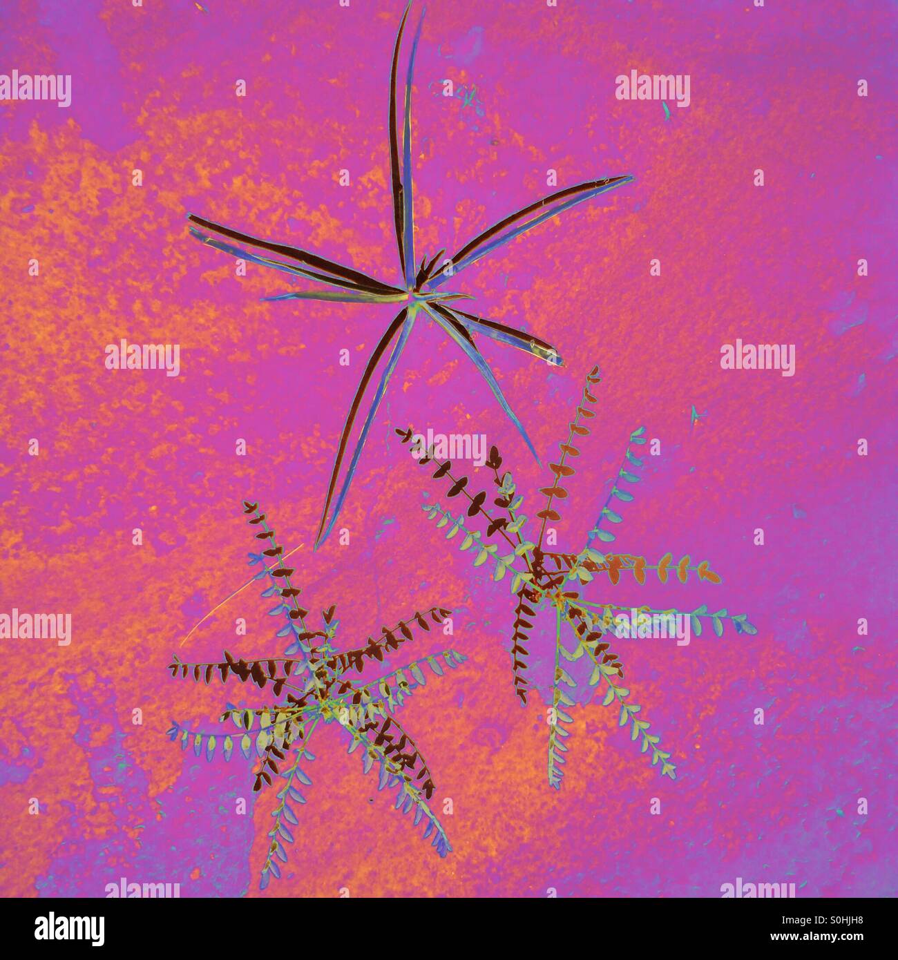 Deserto piante che crescono in terreni sterili di canyon, Kodachrome Basin Parco Statale, Utah: colori alterati Foto Stock