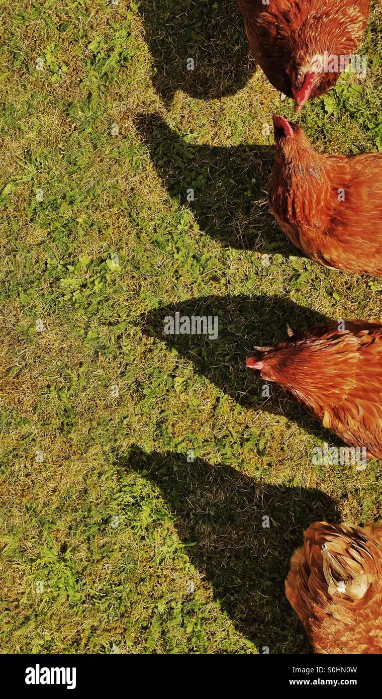 Teste e code - alimentazione dei polli Foto Stock