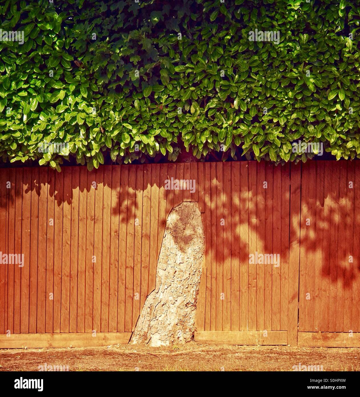 Un albero incorporato in un recinto - Immagine stock catturata con smartphone