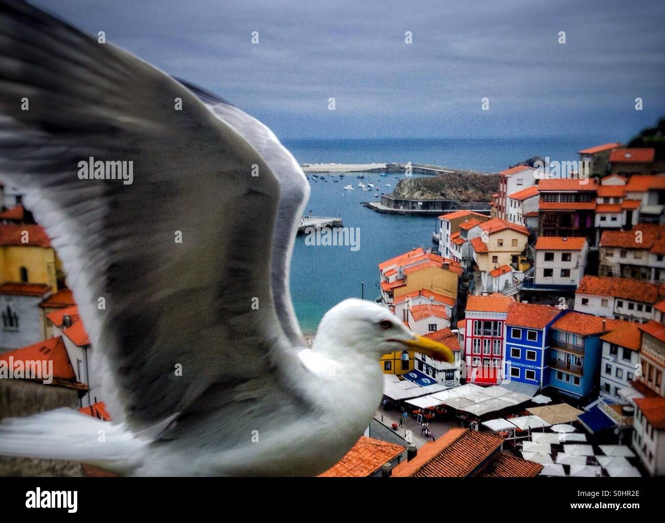 Seagull volare al di sopra di Cudillero mare villaggio costiero, Asturias, Spagna, Europa Foto Stock