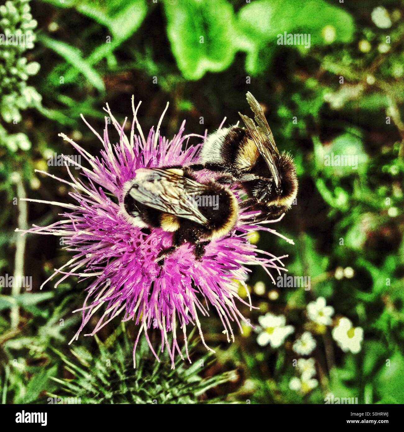 Bumble Bees su un fiore di cardo - Immagine stock catturata con smartphone
