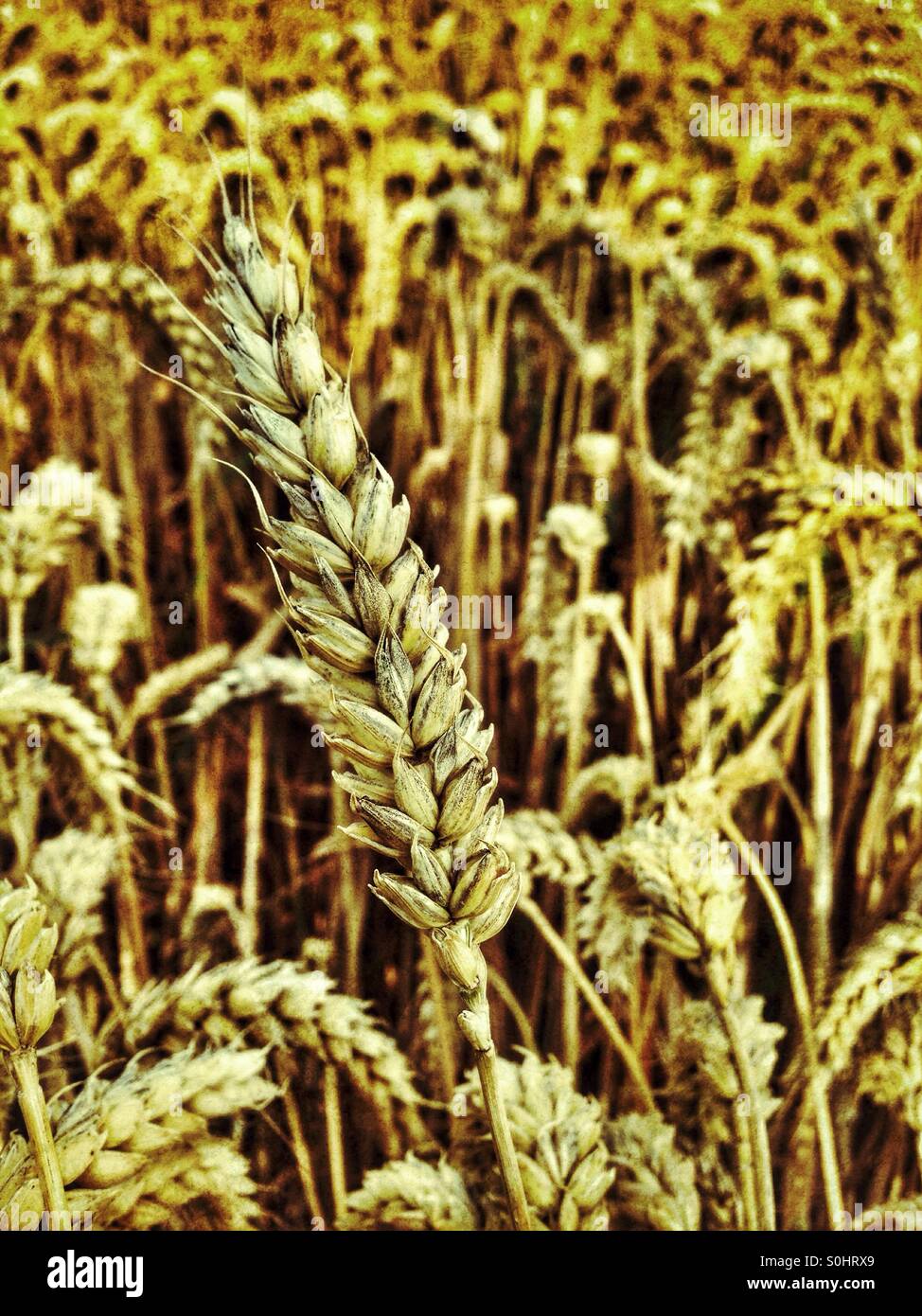 Spiga di grano Foto Stock