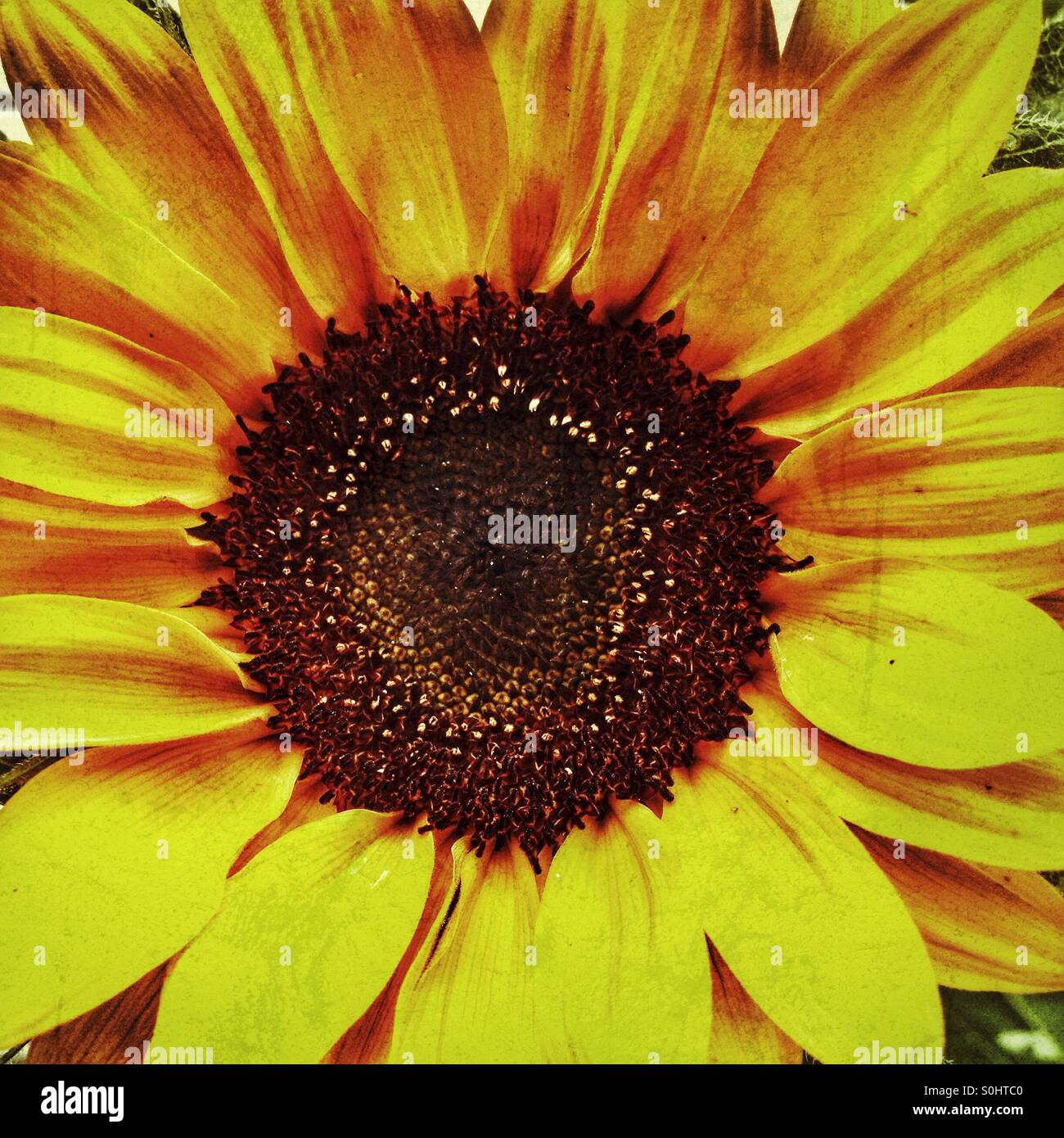 Girasole - Immagine stock catturata con smartphone