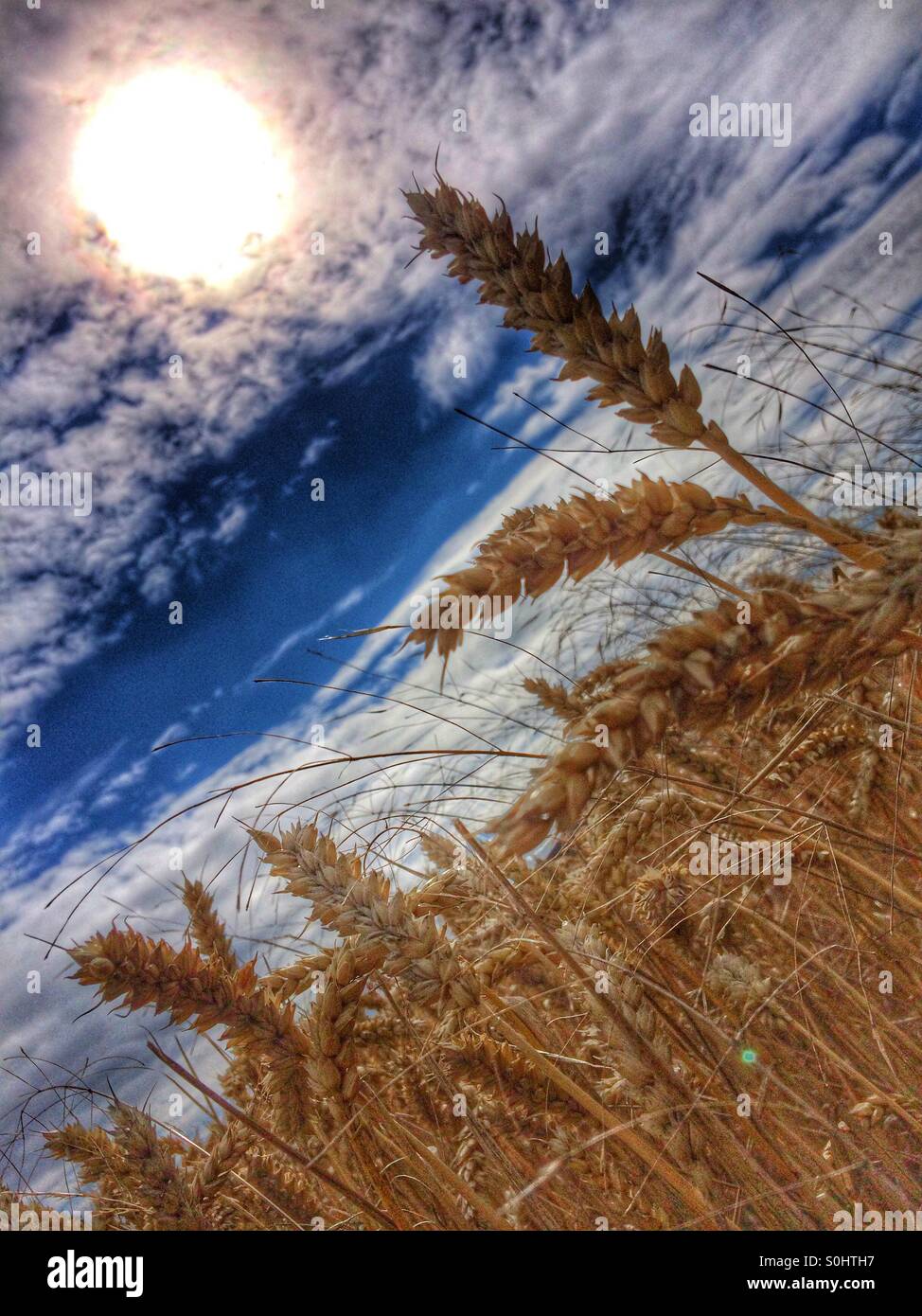 Campo di grano al mattino presto sun Foto Stock