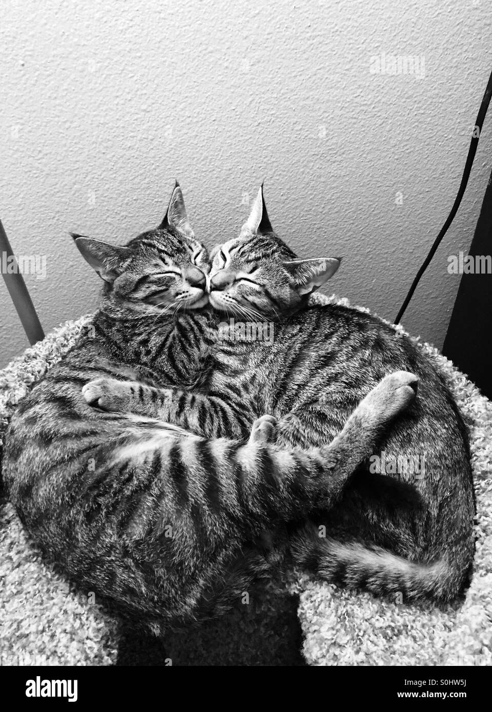 Due gatti coccole. Foto Stock