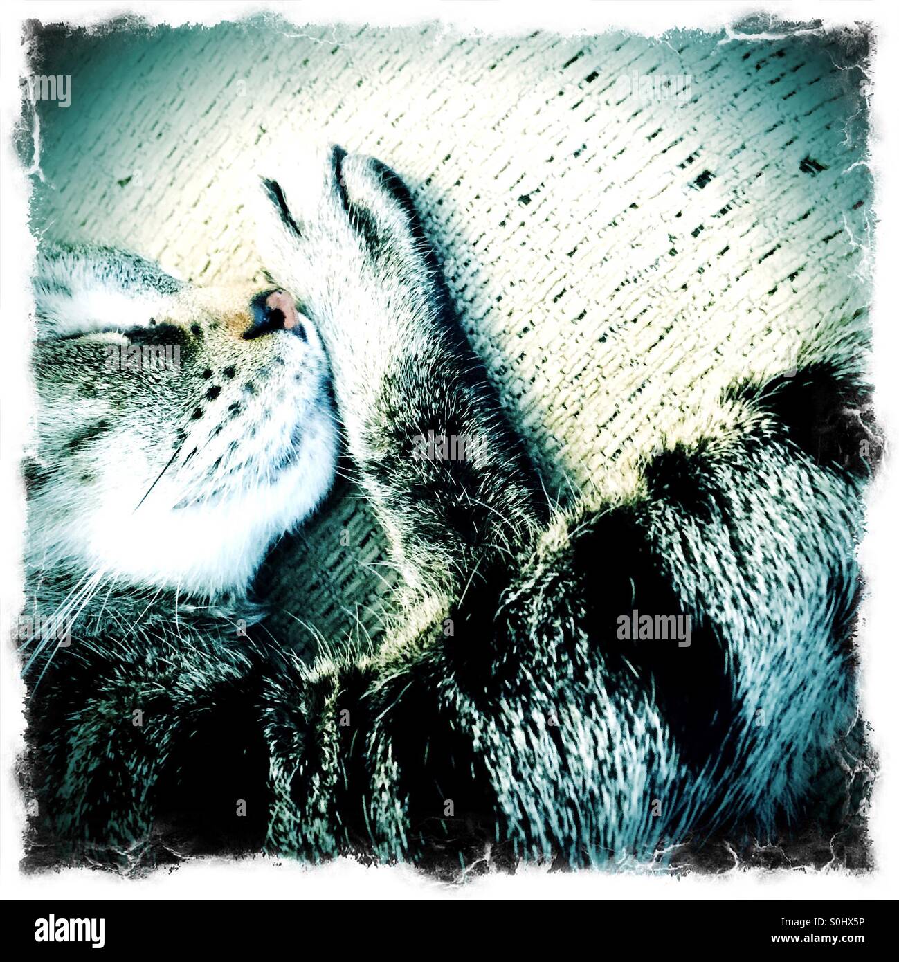 Close up di un sonno tabby cat con un look cyanotype. - Immagine stock catturata con smartphone