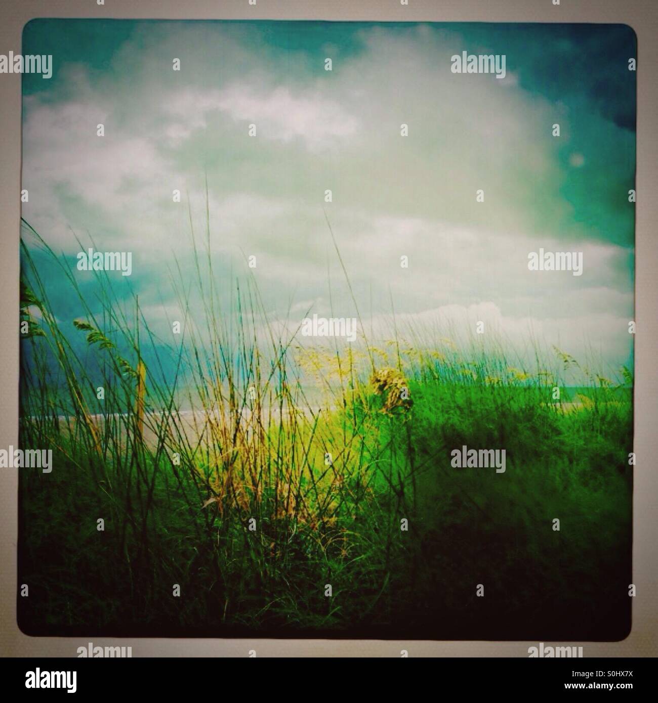 Mare di avena, Florida - Immagine stock catturata con smartphone