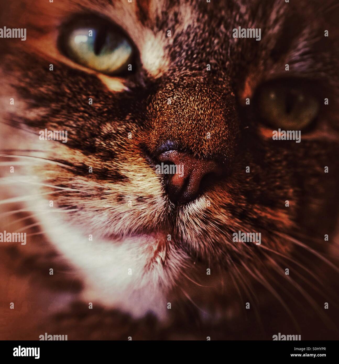 Il gatto baffi - Immagine stock catturata con smartphone