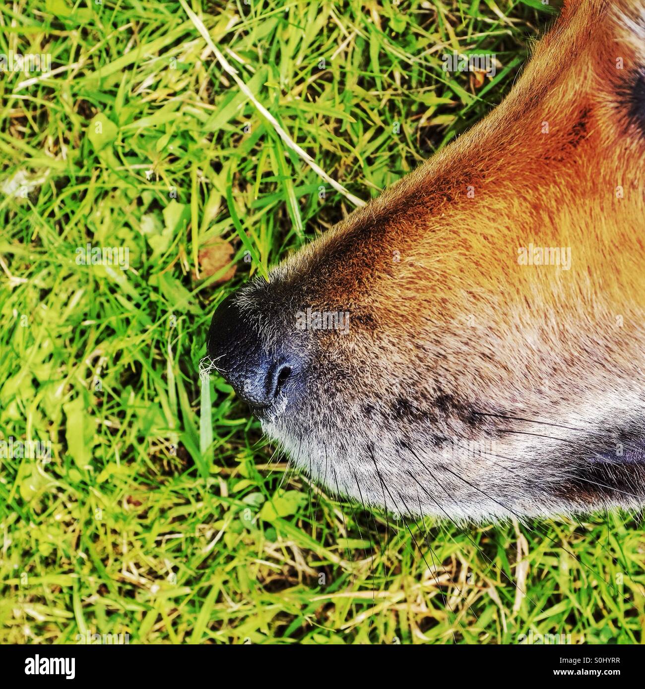 Il naso del cane - Immagine stock catturata con smartphone