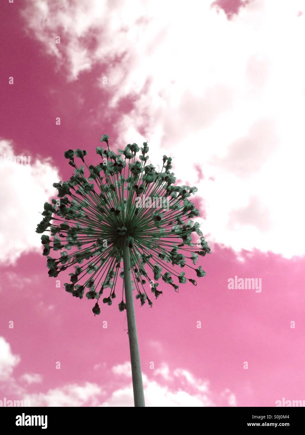 Allium seme head stagliano contro il cielo - Immagine stock catturata con smartphone