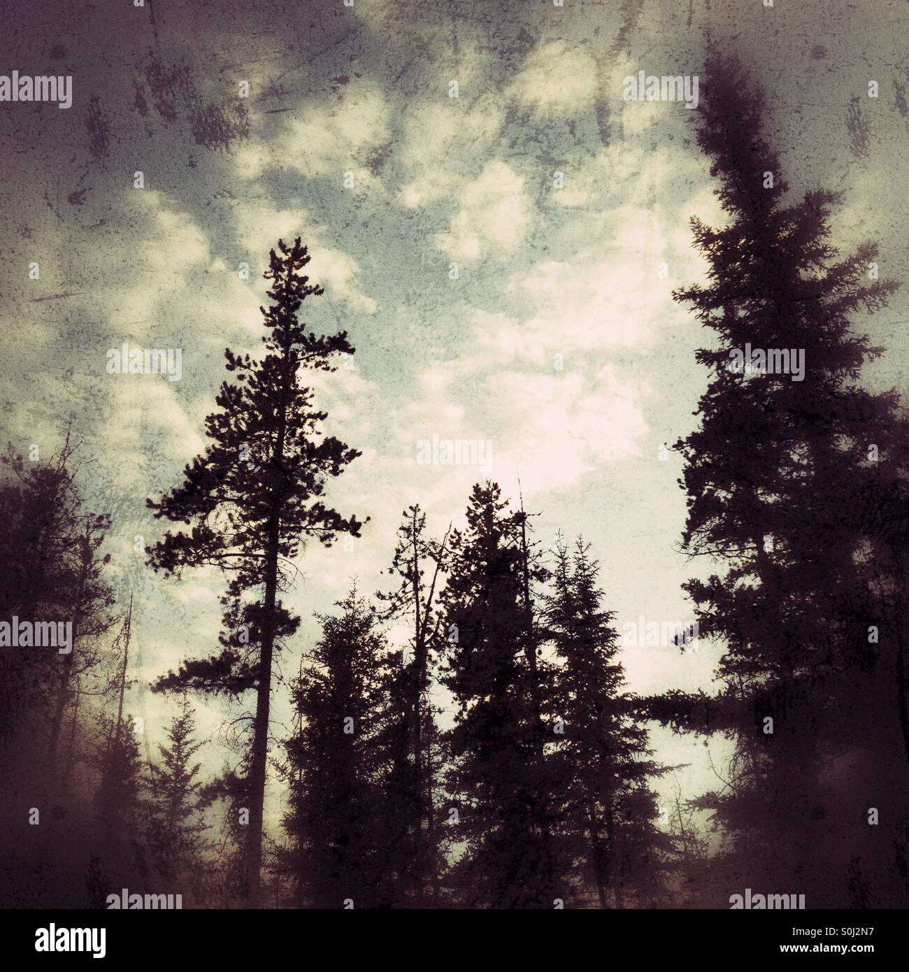 Silhouette di alberi - Immagine stock catturata con smartphone