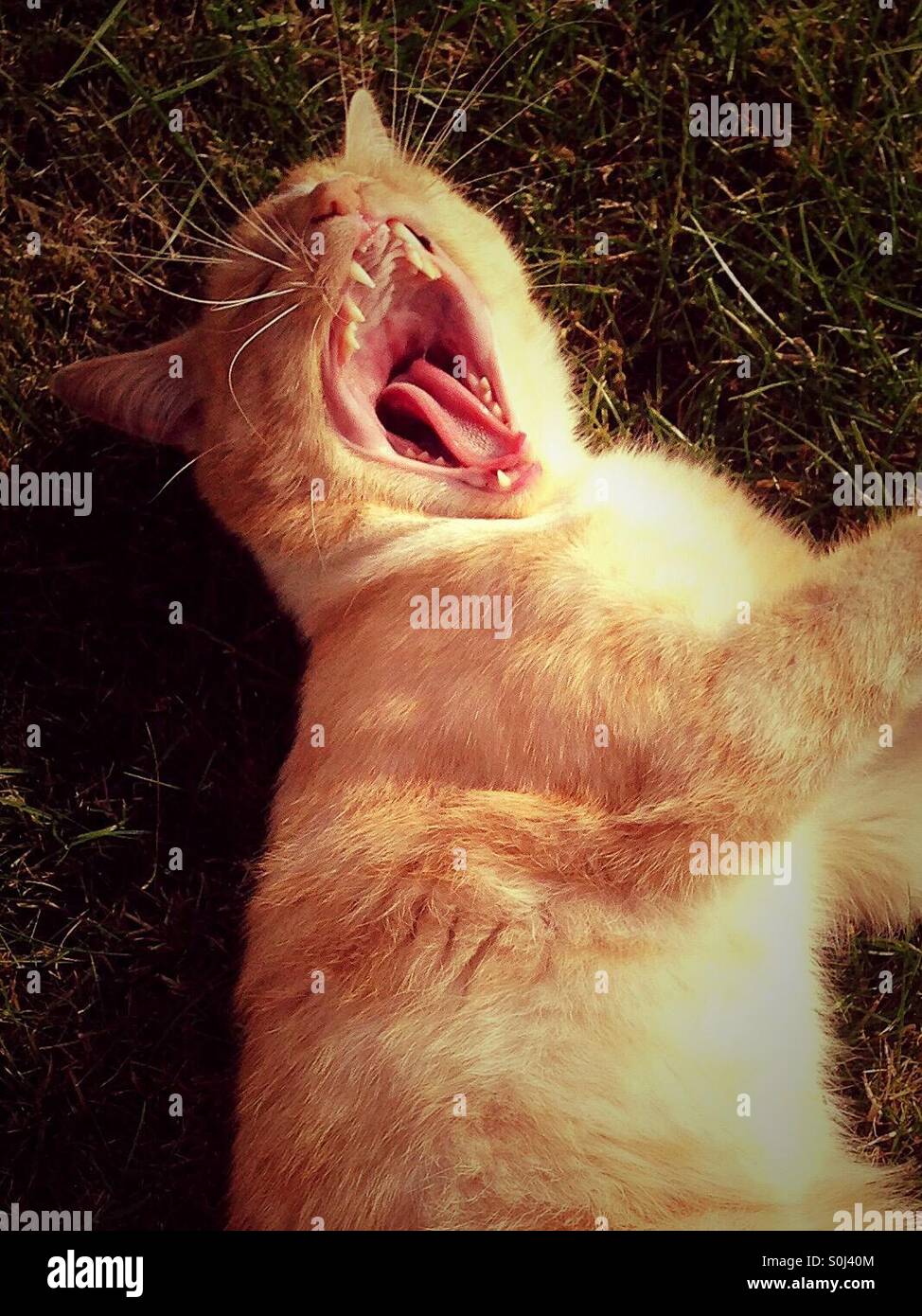 Lo zenzero e il gatto bianco a sbadigliare nella luce del sole di impostazione - Immagine stock catturata con smartphone