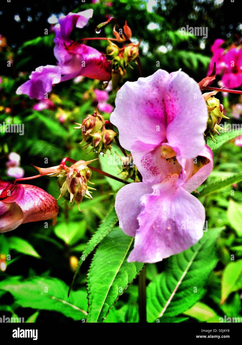 L'Himalayan balsamo di fiori di colore rosa Foto Stock