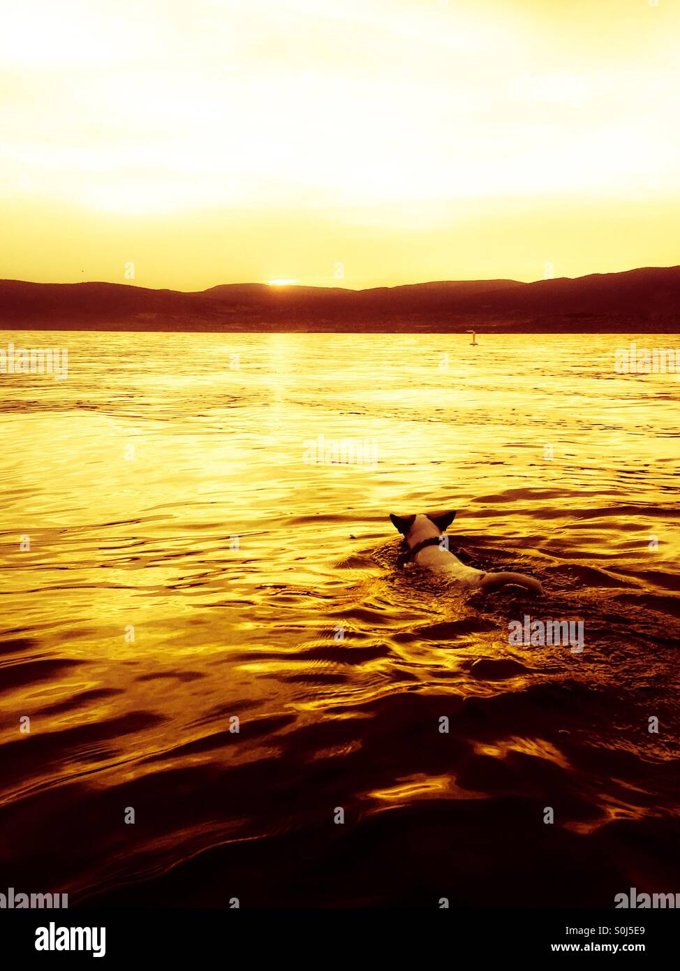 Estate tramonto; cane nuoto nel lago incandescente gli ultimi raggi di sole della sera. Foto Stock