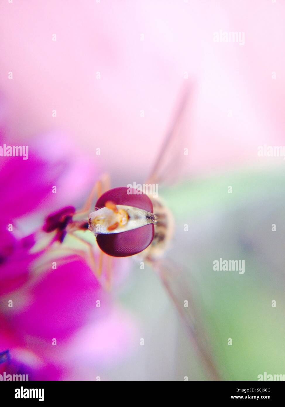 Hover volare su un allium fiore - Immagine stock catturata con smartphone