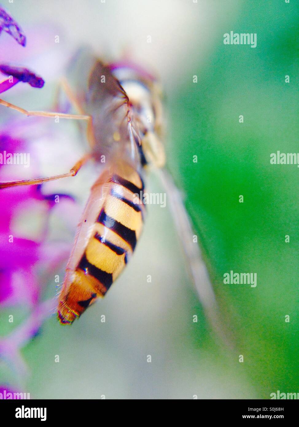 Hover volare su un allium fiore Foto Stock