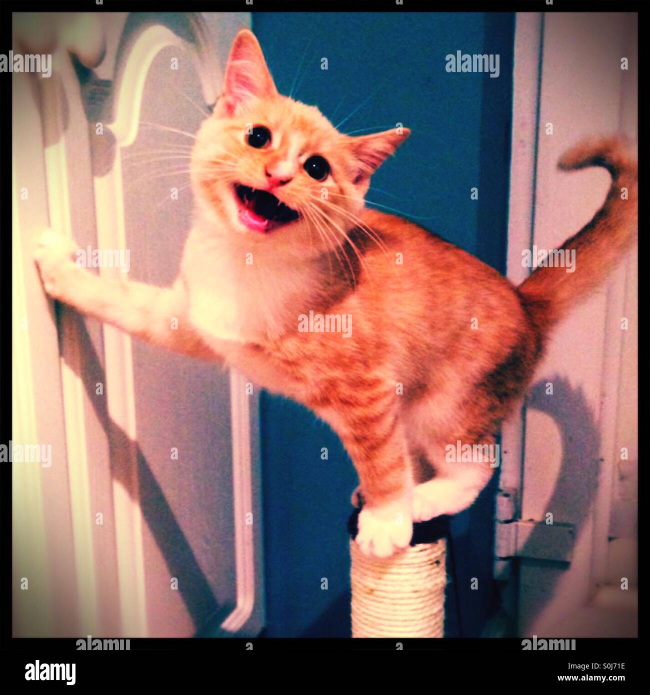 Kitten equilibratura su scratching post con una zampa tesa - Immagine stock catturata con smartphone