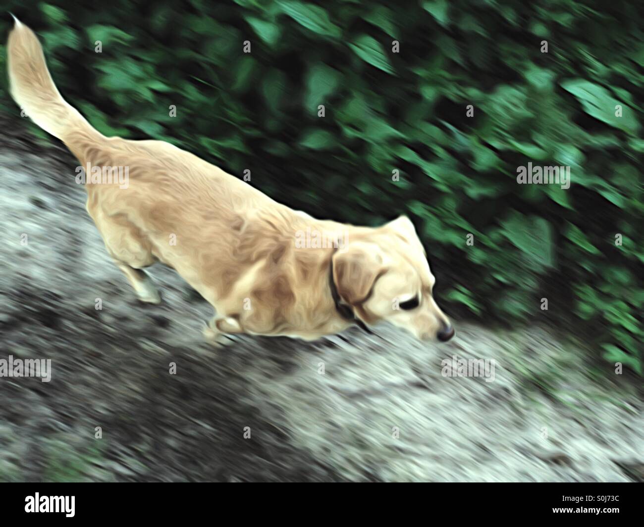 Cane che corre - Immagine stock catturata con smartphone