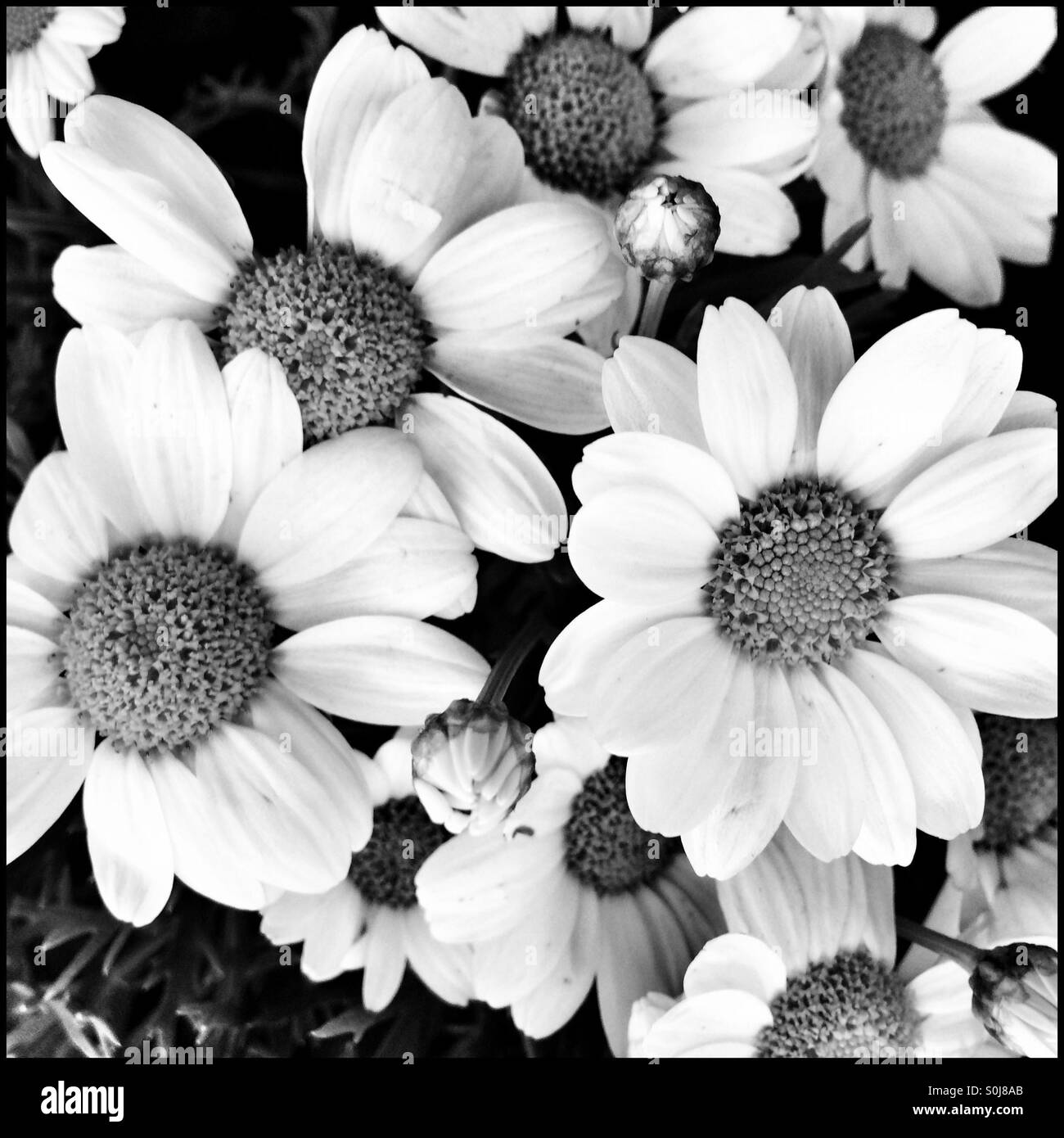 Foto in bianco e nero di margherite. Foto Stock
