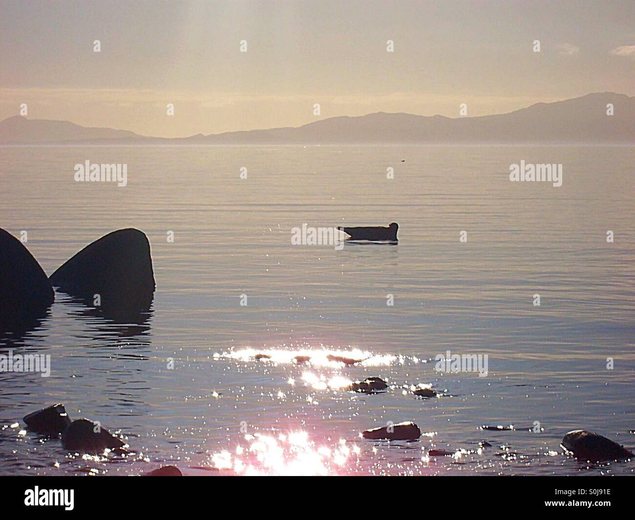 La guarnizione crogiolarsi nella prima serata sun Scottish Loch - Immagine stock catturata con smartphone