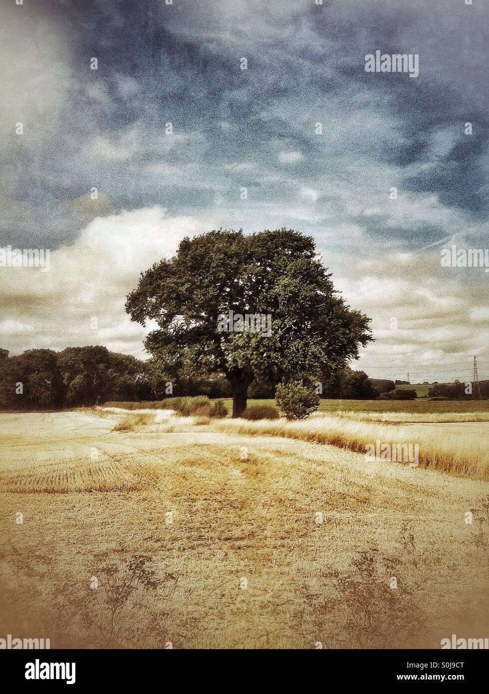 Albero nel campo di grano Foto Stock