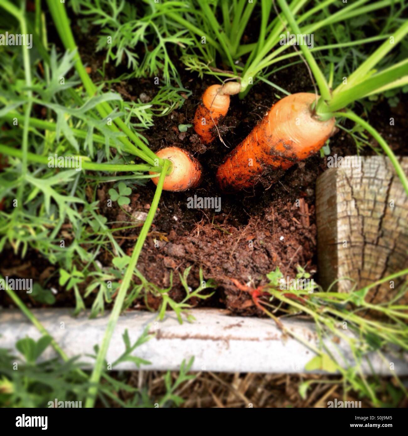 Le carote che cresce in giardino Foto Stock