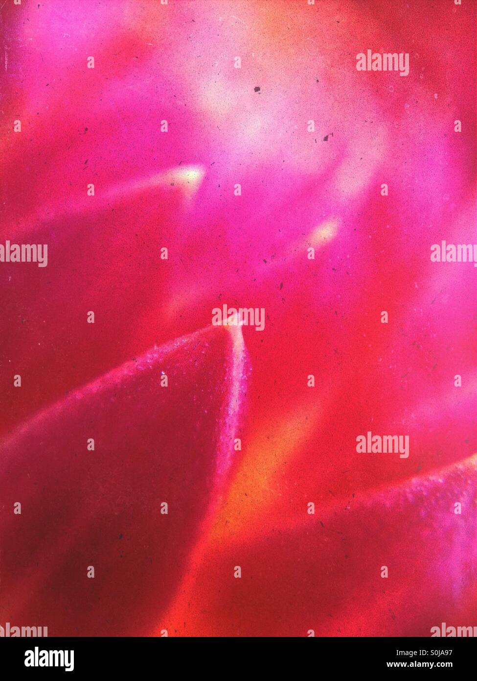 Dahlia petali di fiori - Immagine stock catturata con smartphone