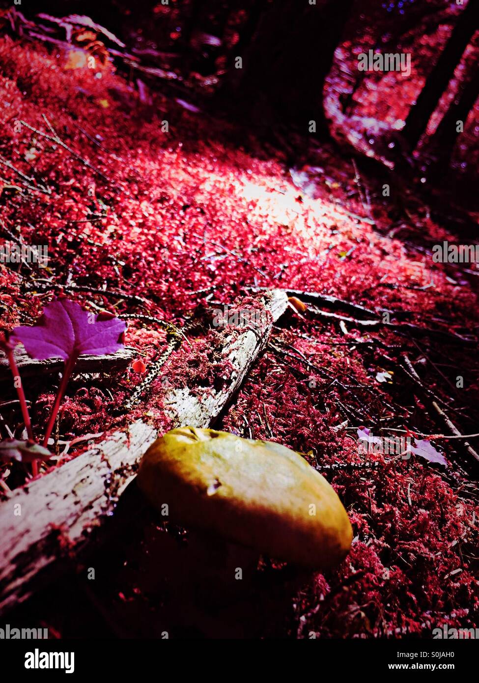 Bosco in una fiaba - Immagine stock catturata con smartphone