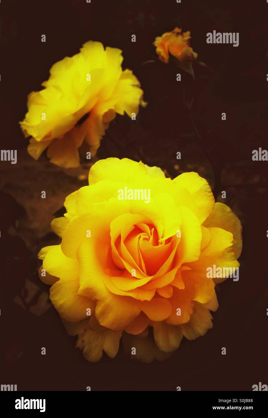 Rose di colore giallo Foto Stock