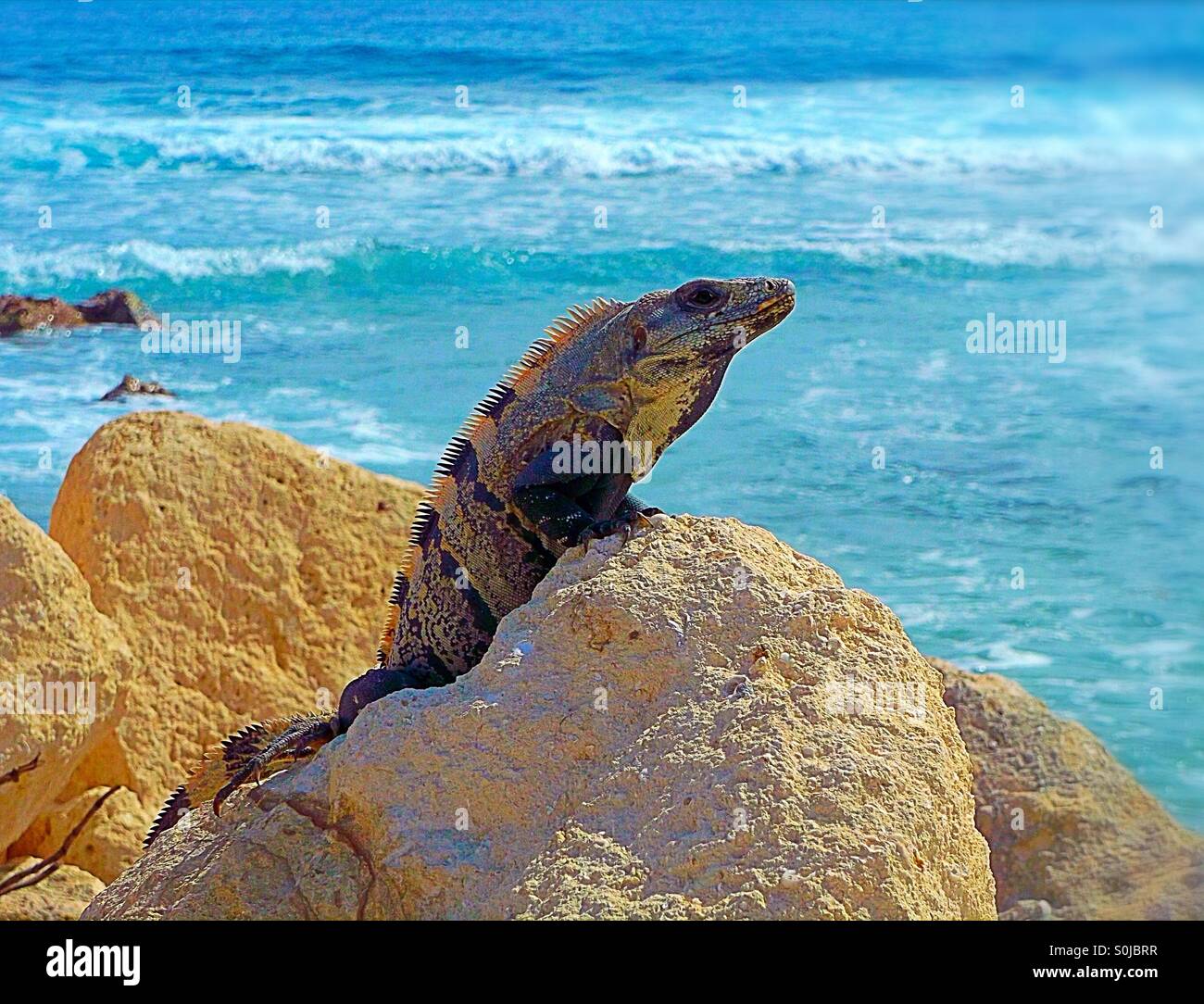 Iguana rettile a prendere il sole su una roccia con il mare in background - Immagine stock catturata con smartphone