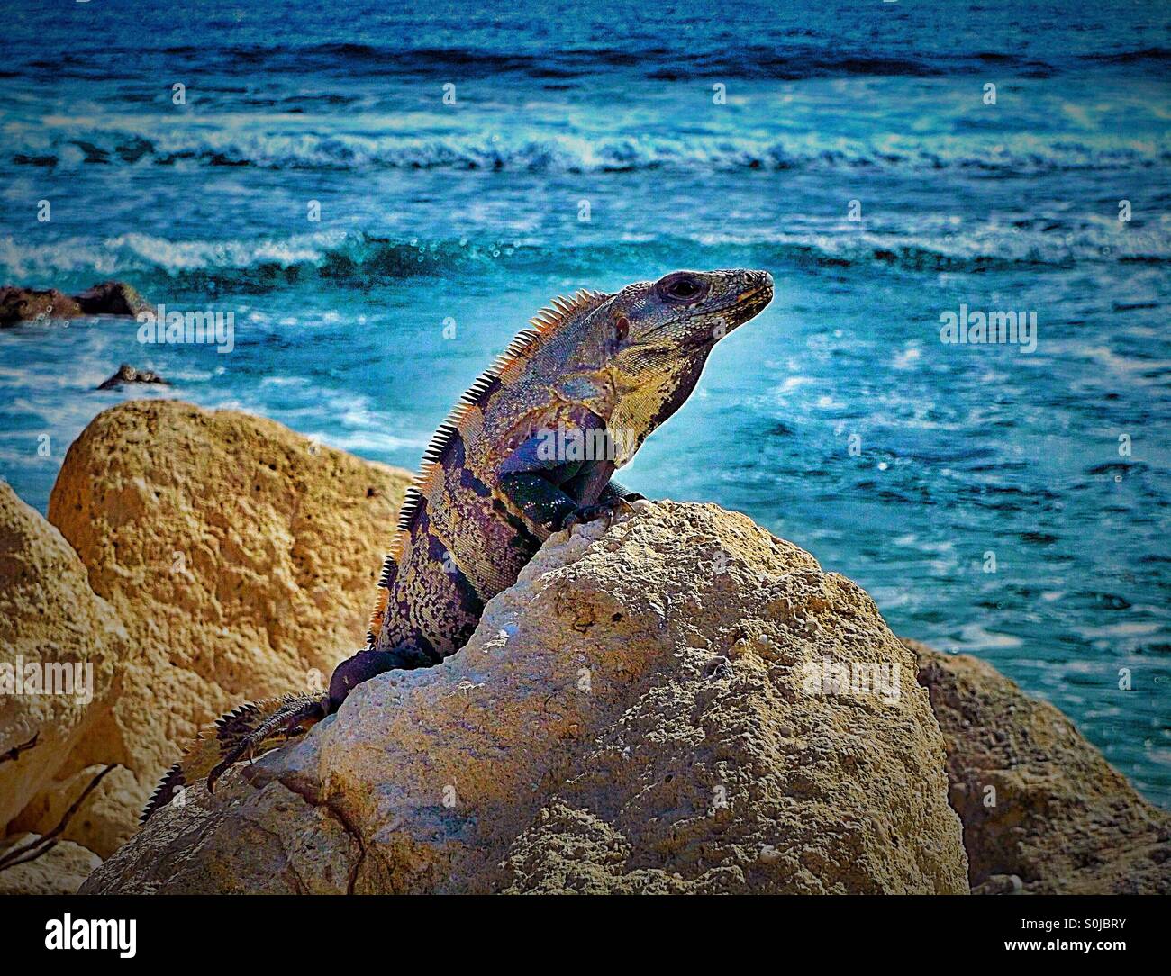 Iguana a prendere il sole su una roccia - Immagine stock catturata con smartphone