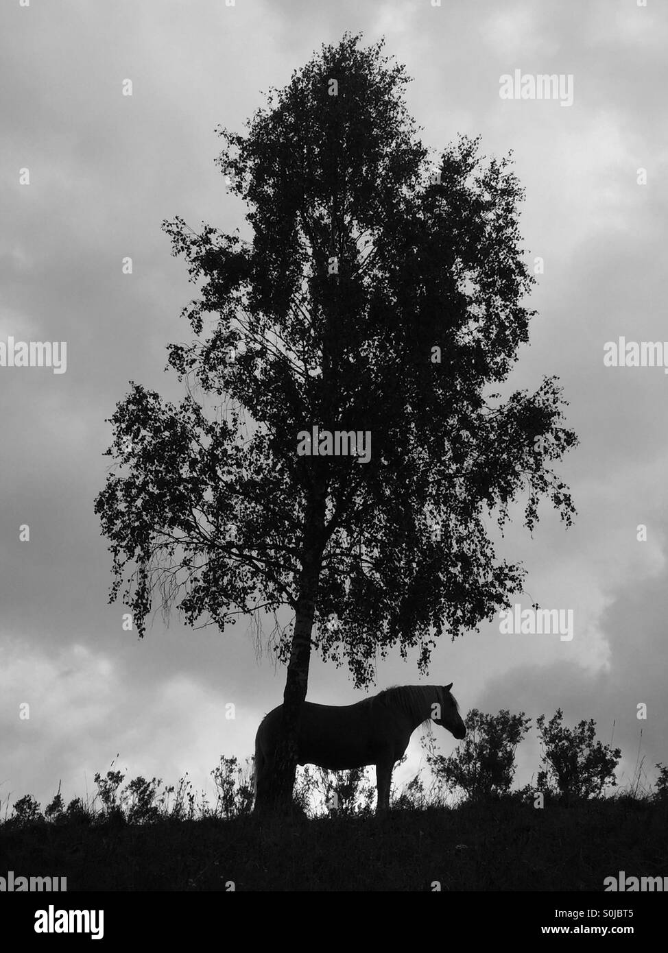 Shilouette di un cavallo in piedi sotto un albero Foto Stock