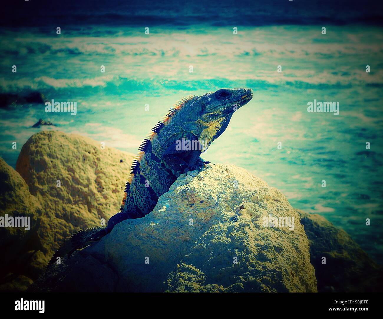 Iguana a prendere il sole e il riscaldamento su una roccia con l'oceano sullo sfondo - Immagine stock catturata con smartphone