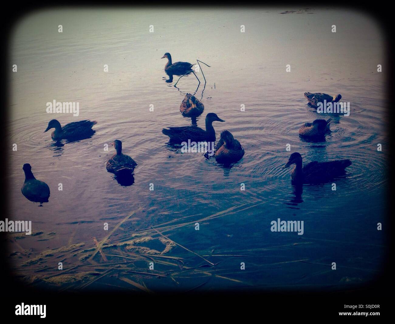 Anatre sul lago - Immagine stock catturata con smartphone