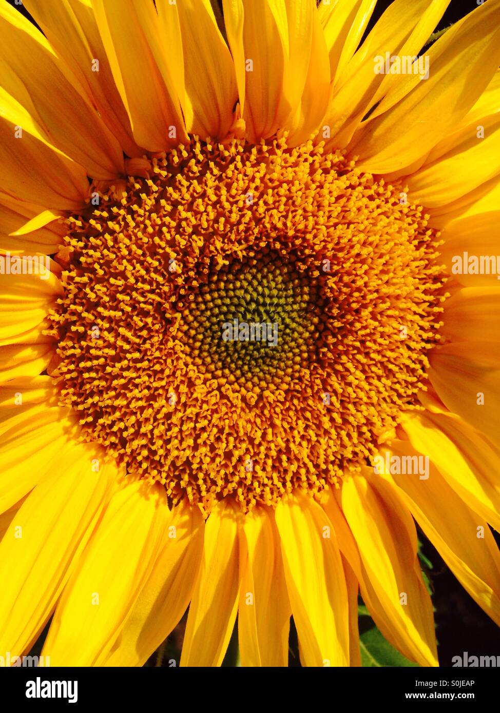 Sunny girasole. Foto Stock