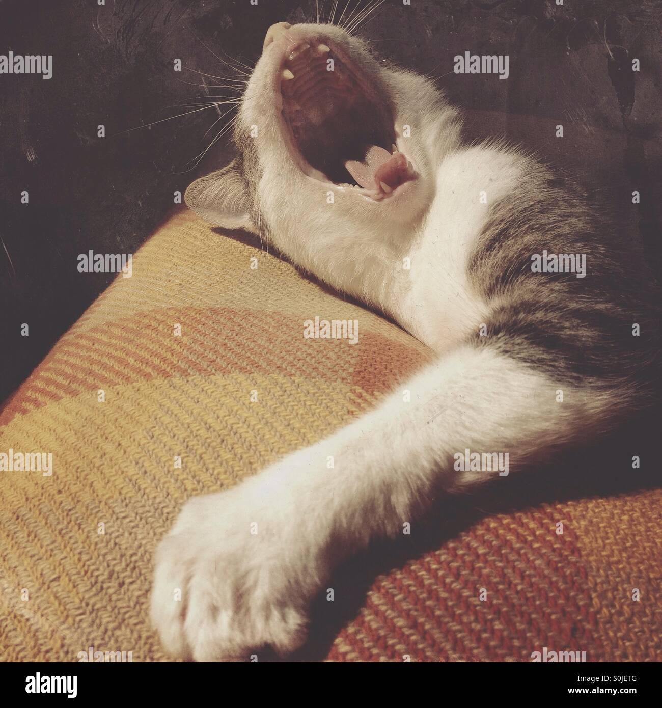 Gatto seduto su un letto a sbadigliare Foto Stock