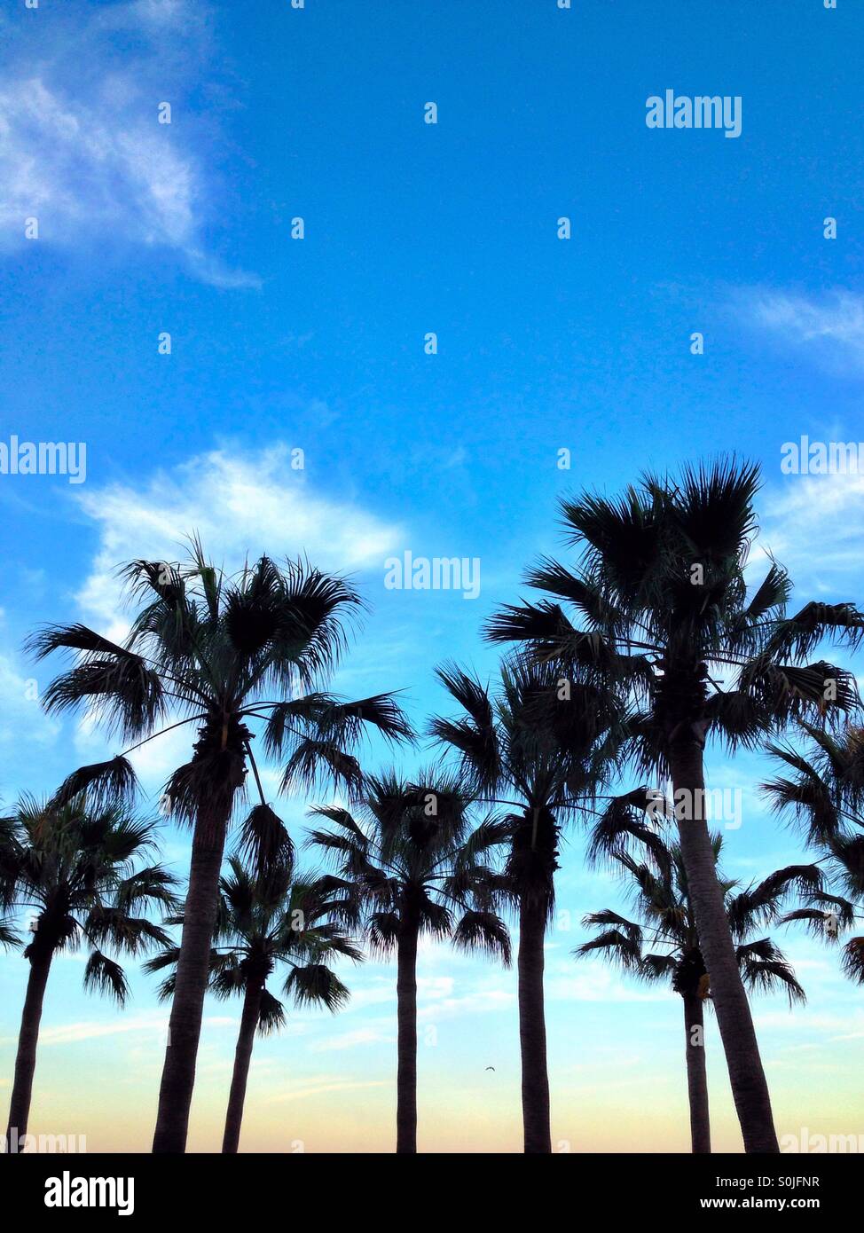 Le palme in silhouette contro un cielo blu Foto Stock