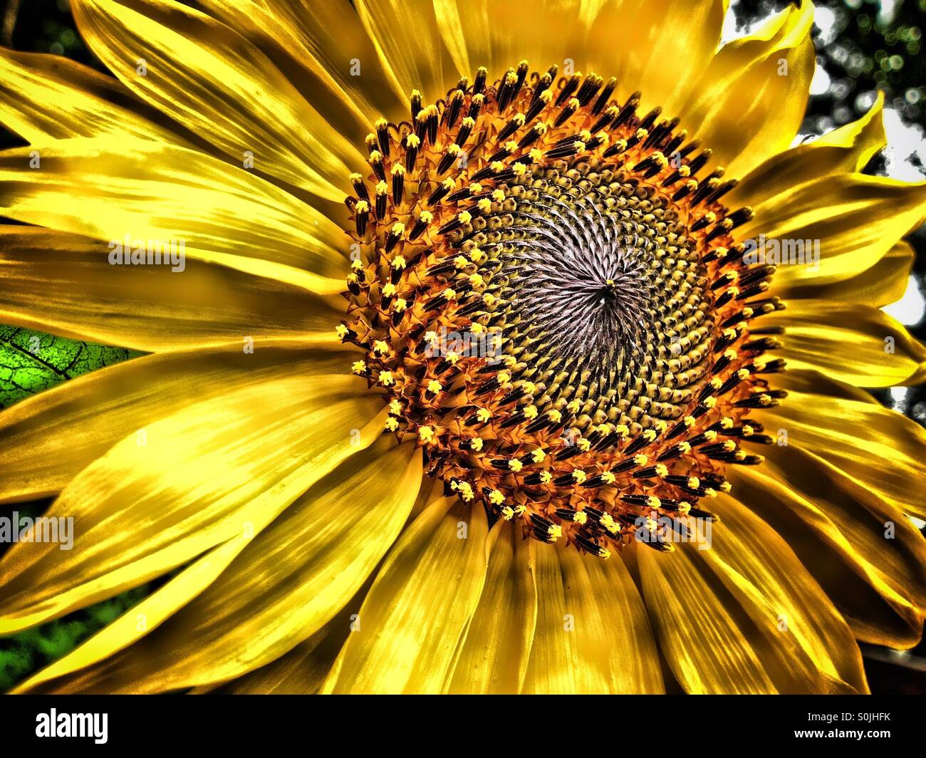 Close up di un fiorire di semi di girasole - Immagine stock catturata con smartphone