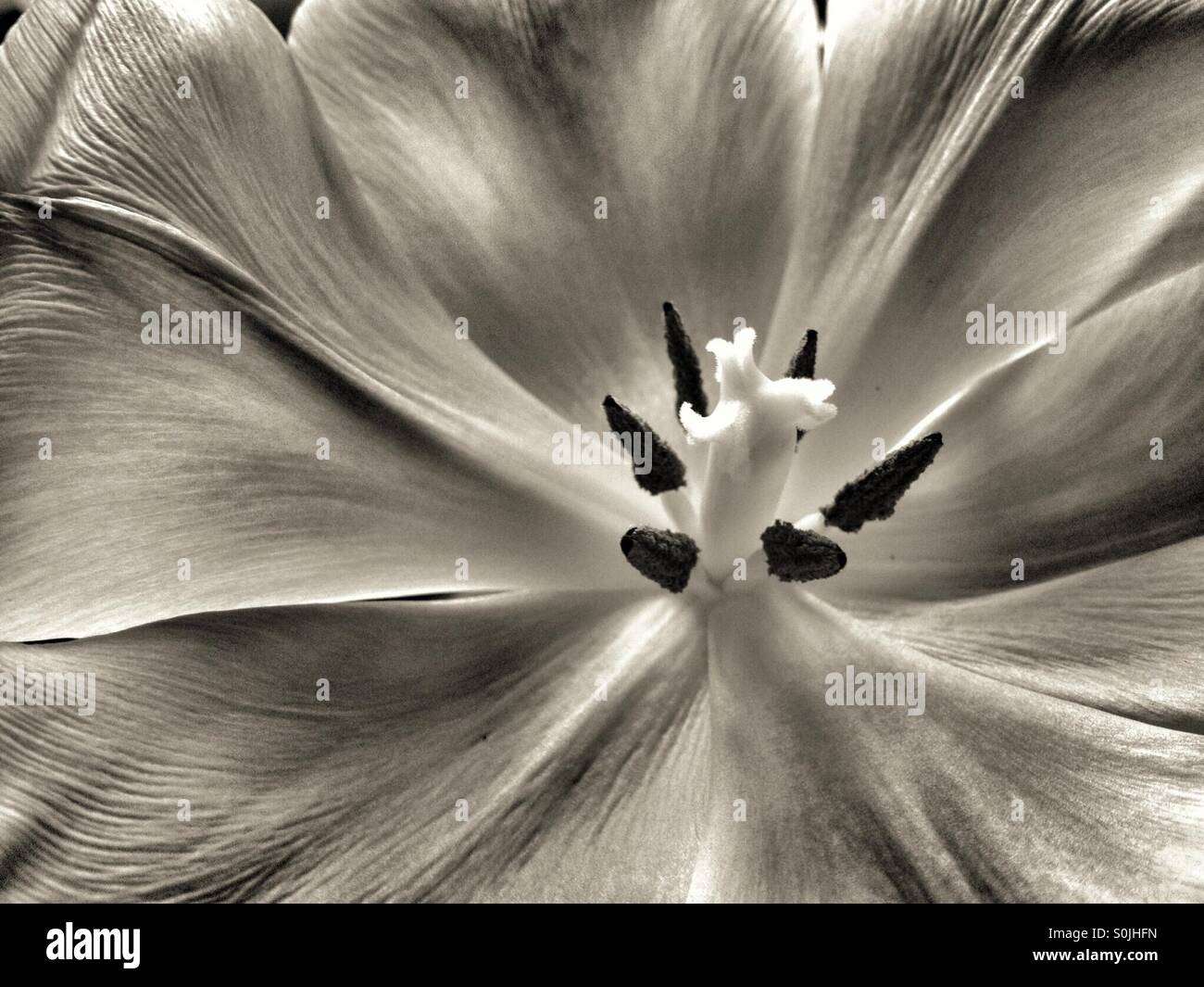 Tulipano bianco e nero in piena fioritura - Immagine stock catturata con smartphone