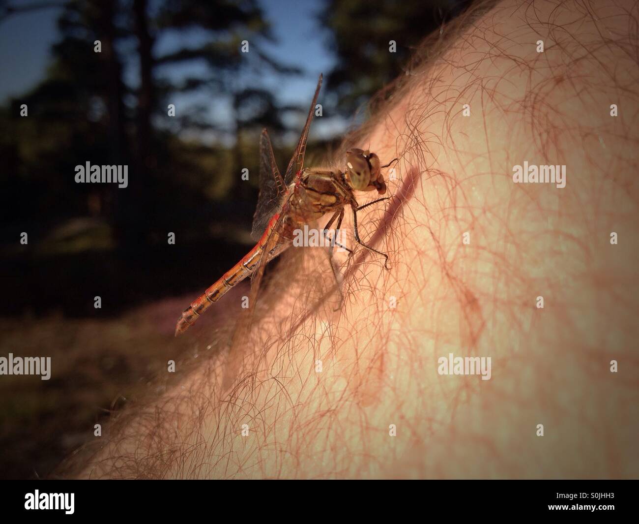 Dragonfly in appoggio sulla gamba pelose in campagna Foto Stock