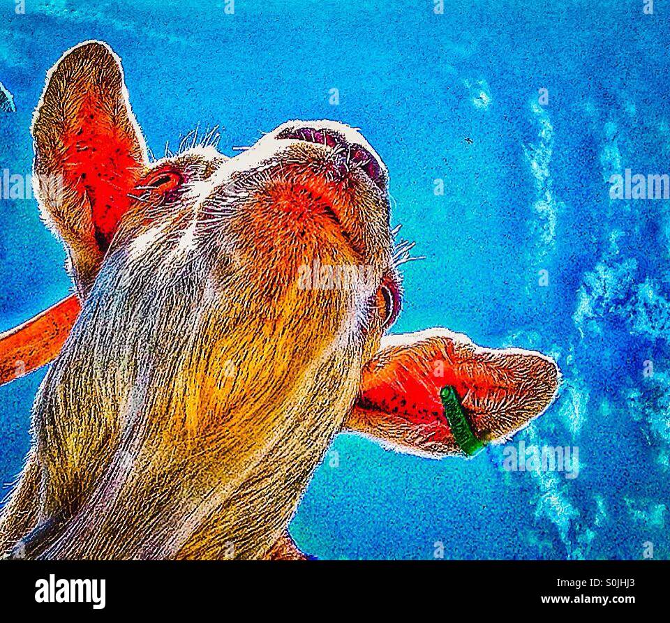 Capra - Immagine stock catturata con smartphone